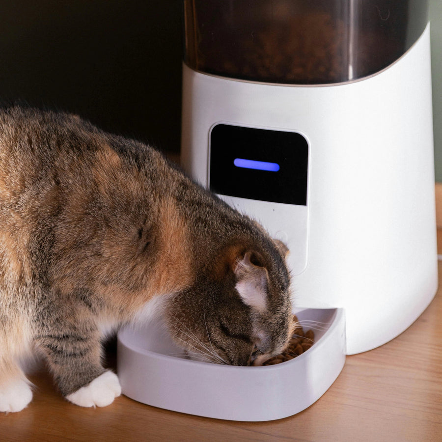 𝗙𝗘𝗘𝗗𝗘𝗥𝗦