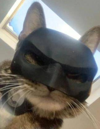 Cat Bat SuperHero Mask - CATSHEE