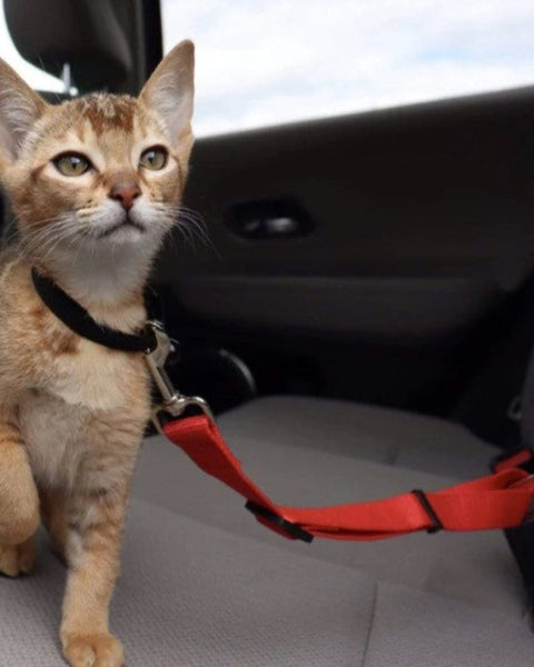 Adjustable cat car seat belt securing a small brown cat in a car. Durable and secure design ensures pet safety during travel. Ideal for stress-free trips.