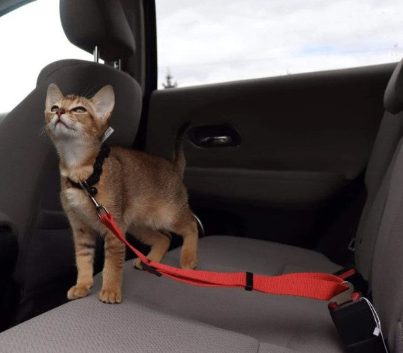 Adjustable cat car seat belt securing a small brown cat in a car. Durable and secure design ensures pet safety during travel. Ideal for stress-free trips.
