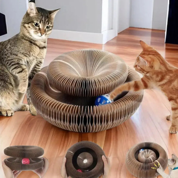 Cat playing with scratcher toy and ball