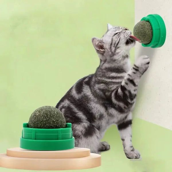 Cat playing with catnip wall ball toy
