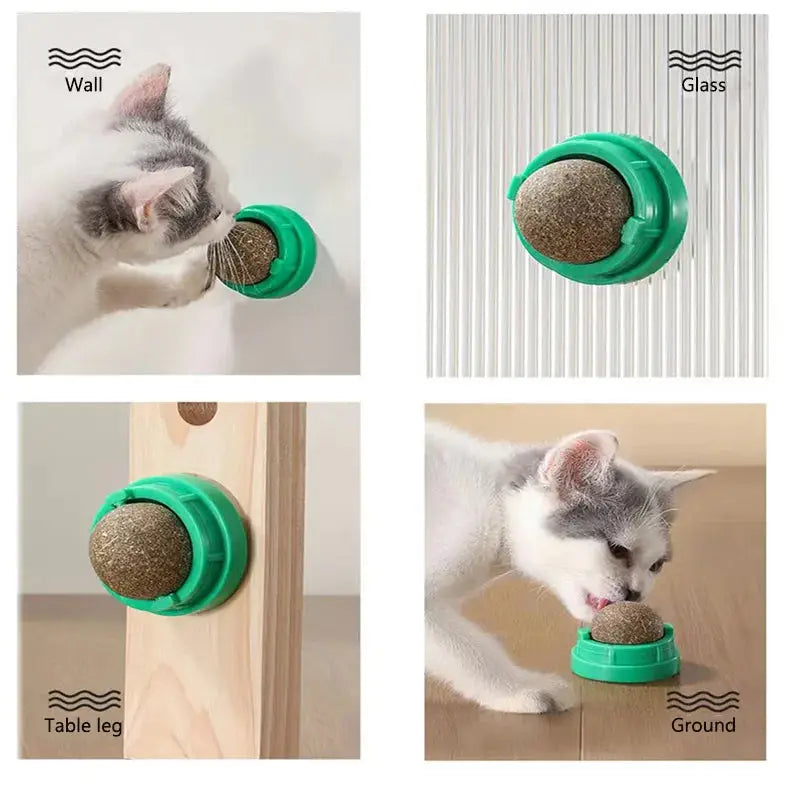 Cat playing with catnip wall ball toy