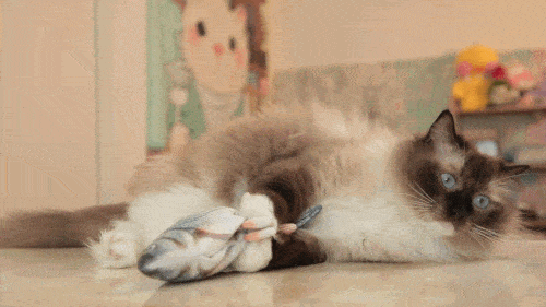 Cat playing with electric fish toy