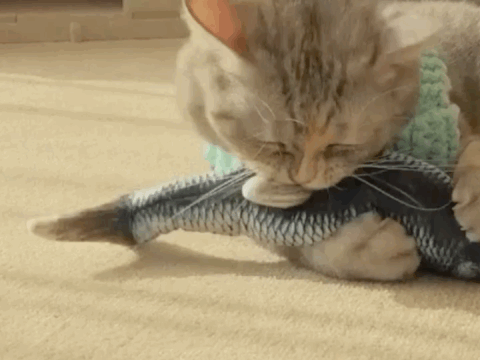 Cat playing with electric fish toy