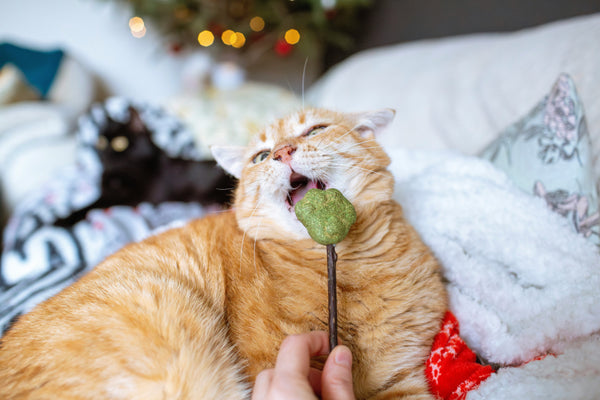 🌿 The Benefits of Catnip: Why Your Cat Loves It! 🐱✨