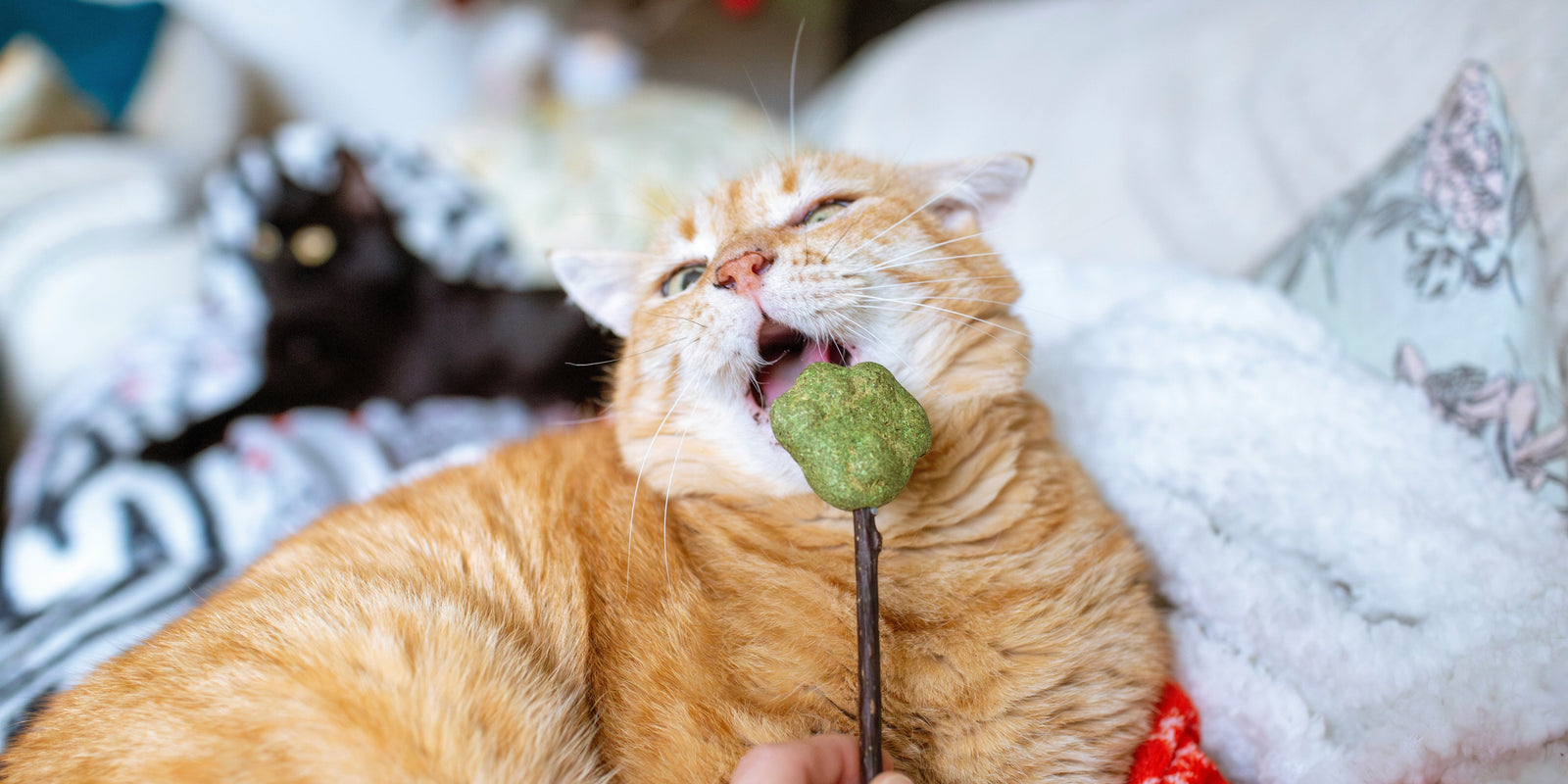 🌿 The Benefits of Catnip: Why Your Cat Loves It! 🐱✨