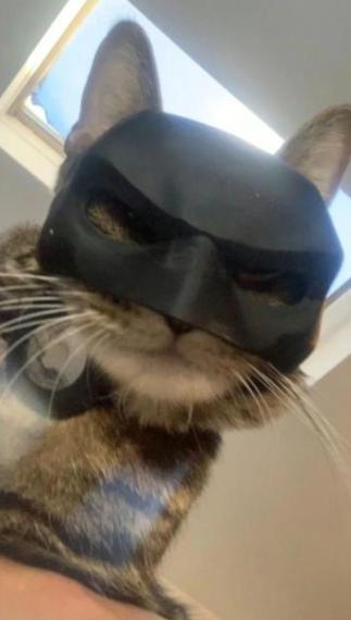 CATSHEE™ Cat Bat SuperHero Mask