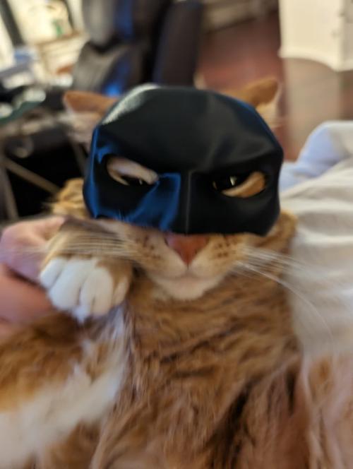 CATSHEE™ Cat Bat SuperHero Mask