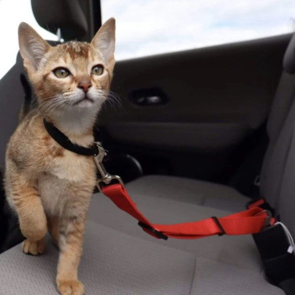 Adjustable cat car seat belt securing a small brown cat in a car. Durable and secure design ensures pet safety during travel. Ideal for stress-free trips.