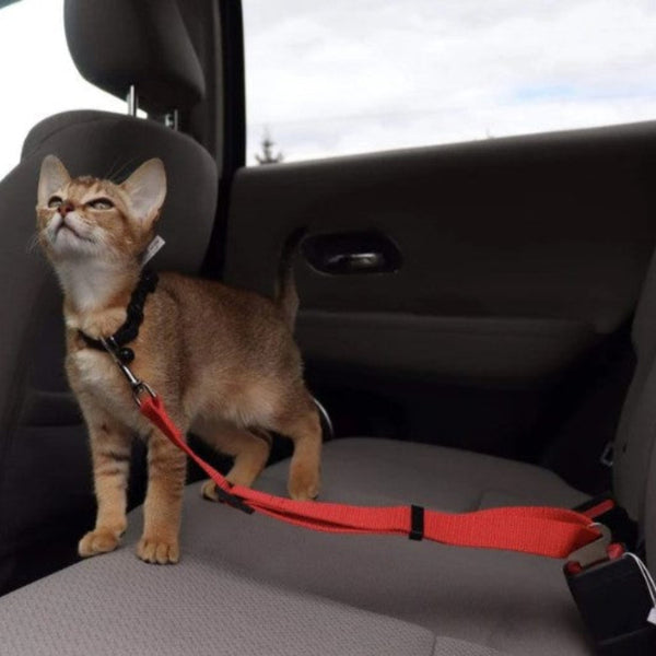 Adjustable cat car seat belt securing a small brown cat in a car. Durable and secure design ensures pet safety during travel. Ideal for stress-free trips.
