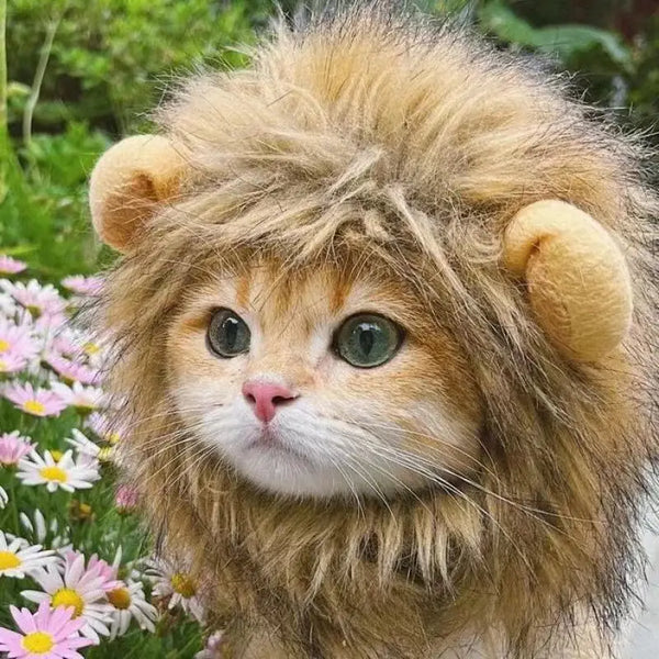 Cat in a playful lion costume