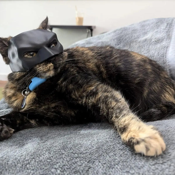 CATSHEE™ Cat Bat SuperHero Mask