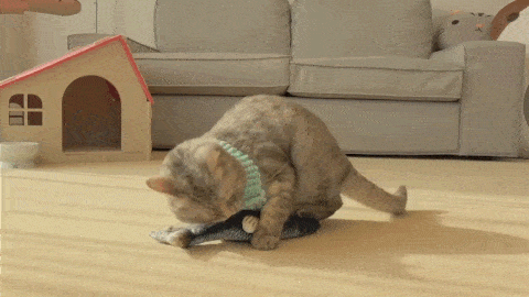 Cat playing with electric fish toy